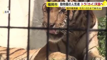 国内最高齢アムールトラ「カイ」との別れ惜しむ　動物園の献花台には手紙も　人間なら90歳の高齢　長年親しまれる　福岡