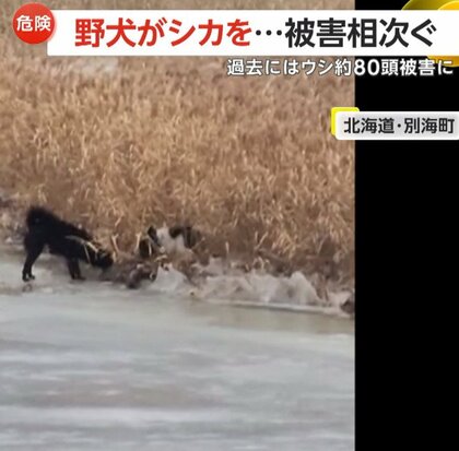 【危険】野犬がシカを襲う一部始終　牛78頭を襲撃…4頭死亡など半年前から被害相次ぐ　JAが注意呼びかける　北海道・別海町