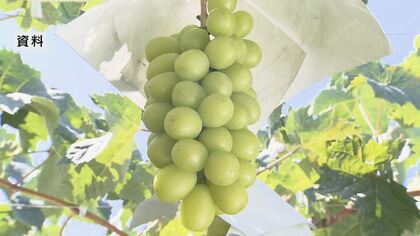 「シャインマスカットは売れず」価格を下げて販売…ふるさと納税返礼品の“産地偽装問題”で出荷先を失う　売り上げ3割減…生産者「つらかった」「市と話し合い、よりよい仕組みを」