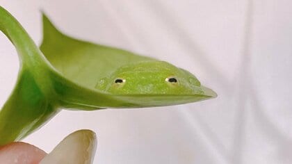 「すやぁ…」葉にぺたりと寝るカエルの擬態がすごい…癒される人も続出?生態を専門家に聞いた