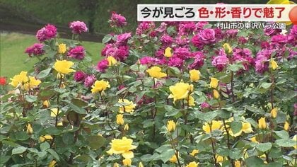 今がまさに見ごろ！東沢バラ公園で“バラまつり”開催　色とりどりの「バラ」が咲き誇る【山形発】