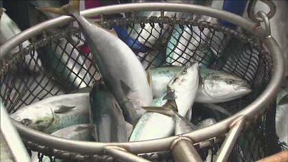 【豊漁】「よっしゃ1000万だ！」ブリ約4500本が水揚げ…相模湾でなぜ？専門家“北に向けて移動中だった”推測