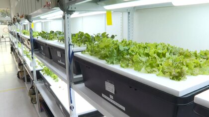 バリアフリーな「屋内型農園」誕生　働きたい障害者を支援…都市部の企業とつなぐ【宮崎発】