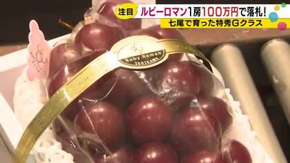最高額は一房100万円…石川県産の高級ブドウ『ルビーロマン』初競り 農家9人が生産した191房集まる