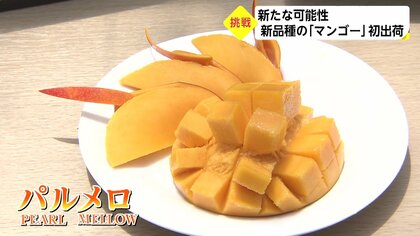 真珠の輝きと芳醇な香り…新品種マンゴー「パルメロ」　17年間の研究の末、初出荷【宮崎発】