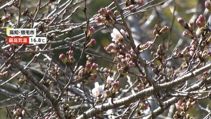 ソメイヨシノ“非公式”開花宣言　三重では「クマノザクラ」見頃に　全国的に春の陽気