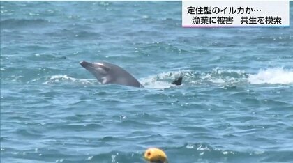 イルカ被害で2500万円の損失も…漁業者が直面する「深刻な食害」賢い野生イルカとの「共生」を模索
