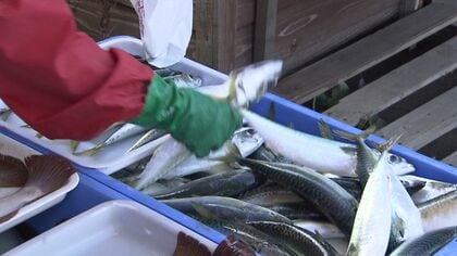 朝市はお得】秋サケの水揚げ始まり石狩市の朝市にもサケが―メスには