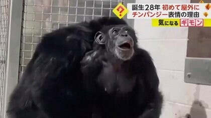誕生28年で初屋外】何度も空見上げるチンパンジー！ 驚く表情がまるで