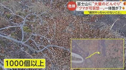 絶対やっちゃいけないこと」クマのエサとして？富士山に大量の“どんぐり”いったい誰が…専門家が危機感｜FNNプライムオンライン