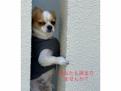 ご近所のちびっ子待ち狙い」玄関横の隙間で待ち伏せするチワワが