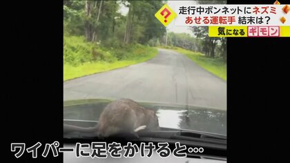 なんてこった！」走行中の車のボンネットに“ネズミ” あせる運転手 エンジンルームの奥へ姿消す 米｜FNNプライムオンライン