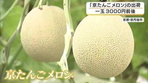 高級「京たんごメロン」の出荷始まる　糖度15度以上の基準クリア　とろける甘さと美しい網目の上質な出来に　京都・京丹後市