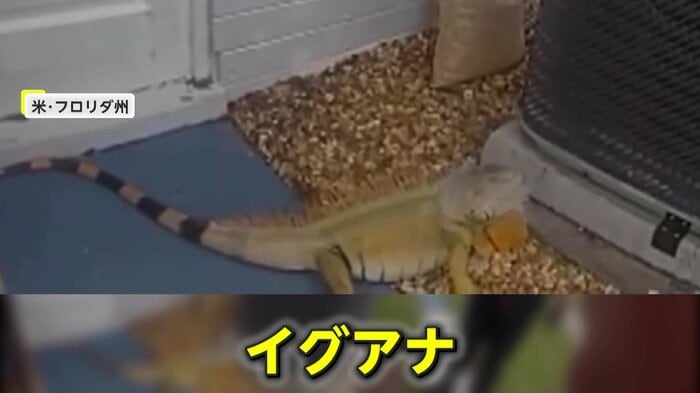住宅の前に居座っていたイグアナ（Daytona Beach Police Department）