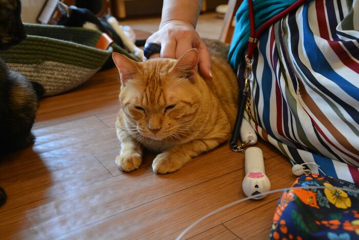 元シャーシャー猫のデコポン。今ではお客さんにすっかりなついているが、全ての猫が人に慣れるとは限らない…