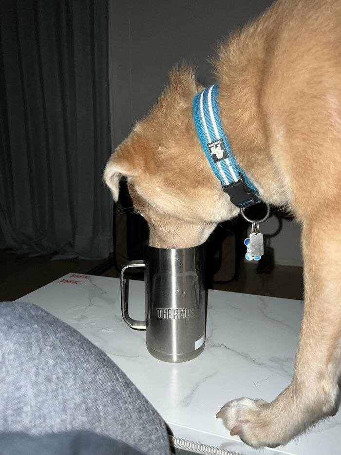 飼い主さんの水を夜中に飲む姿が話題となった