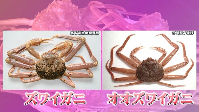 (左:ズワイガニ 右:オオズワイガニ)