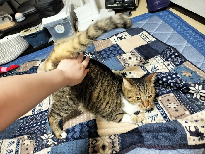 お尻トントンをもっとやって〜(提供:猫のテトさん)