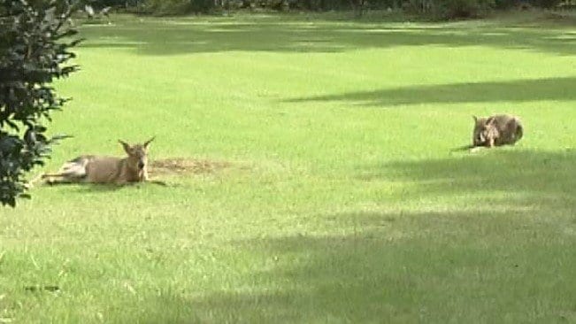 宮邸の庭でくつろぐマーラ
