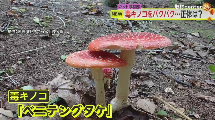 幻覚、下痢、嘔吐(おうと)などのほか、まれに死に至ることもある「ベニテングタケ」