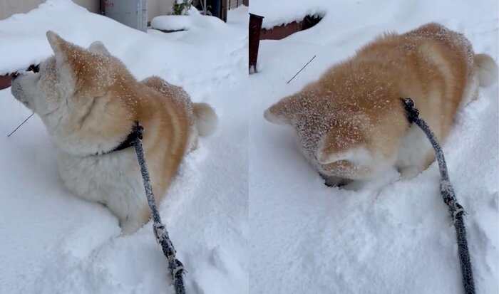 雪に顔をずぼっ!(提供:秋田犬 五元(イモト)さん)