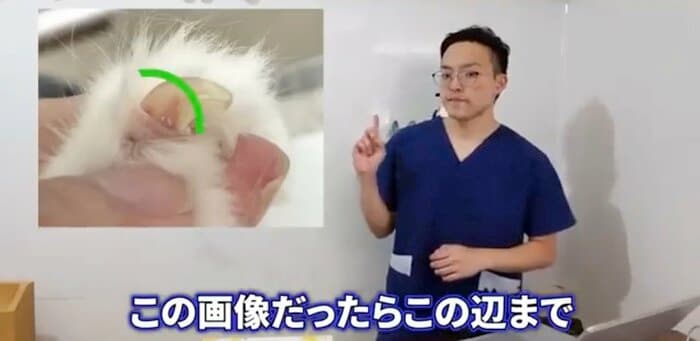 “赤い筋”の手前で切るのが重要