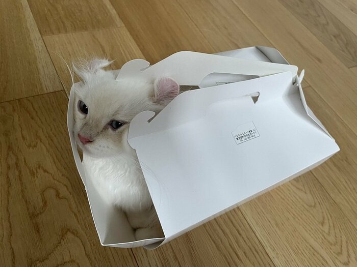 箱好きのおこめちゃんは自分より小さい箱にも入ろうと頑張る