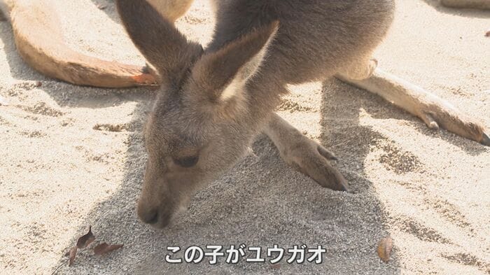 植村さん”イチ推し”のユウガオ