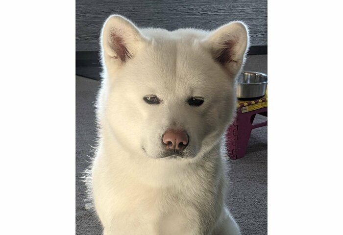 提供:秋田犬もんたろうさん