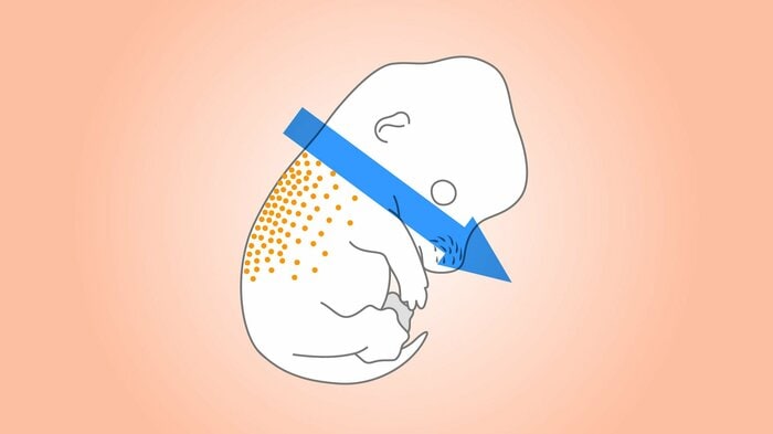 色素細胞が背中側から広がるイメージ図