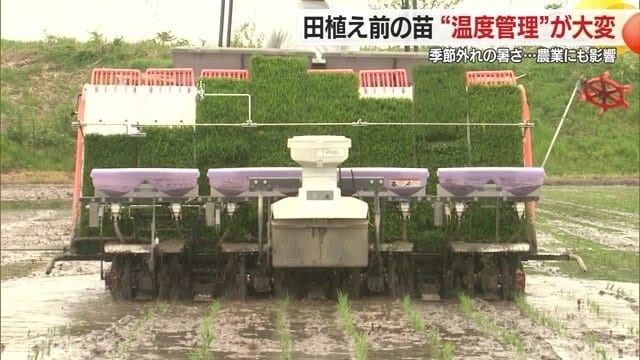 コメ作りはまだ始まったばかり。秋の収穫まで気の抜けない暑さ対策が続く