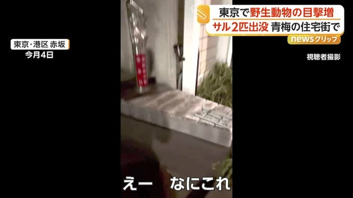 隙間で動き回るハクビシン
