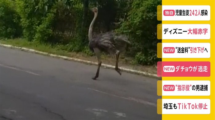 ダチョウが逃走...町中を逃げる様子とらえた映像が話題