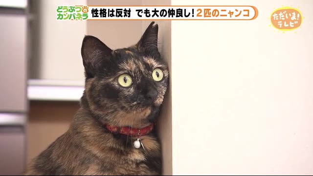 性格は正反対!だけどとっても仲良しな2匹のニャンコ【どうぶつのカンパネラ】静岡市駿河区