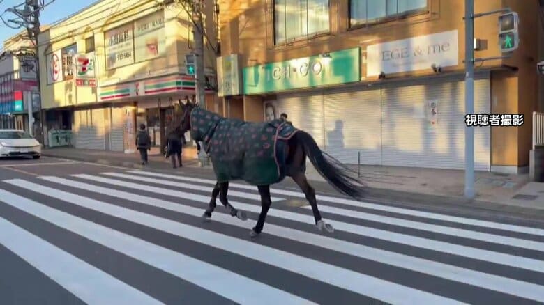 新春の街中を「馬が徘徊」明大馬術部の馬が一時厩舎から脱走　通報から約30分後自ら生田キャンパスに帰還　川崎市｜FNNプライムオンライン