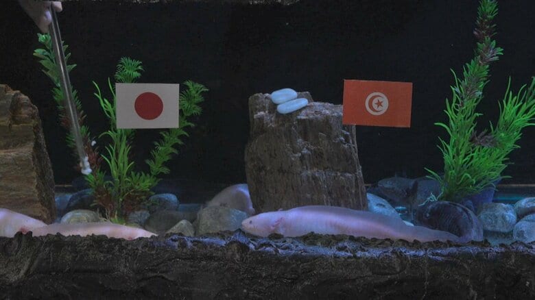 勝つのは日本かチュニジアか?開催地メキシコのウーパールーパーが勝敗予想 【サッカーFIFAワールドカップ2026】|FNNプライムオンライン