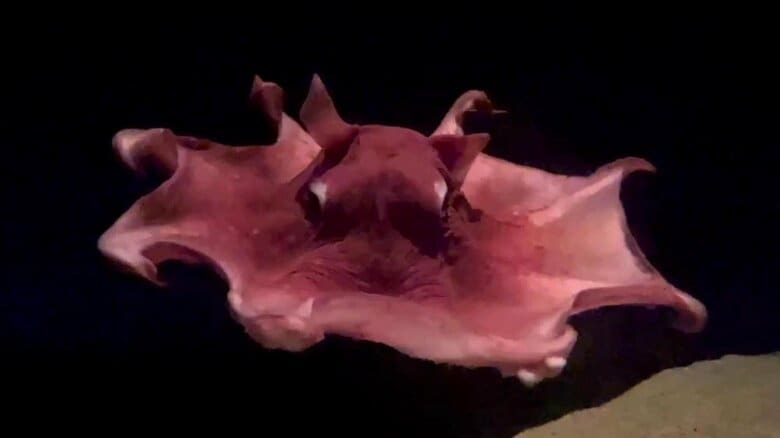 生きた状態で見られたことが奇跡？「オオメンダコ」が飼育日数155日で国内記録を更新…生態を飼育した水族館に聞いた｜FNNプライムオンライン