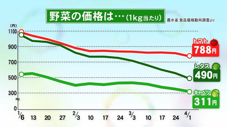 過去5年平均比だとまだ1.5倍以上…キャベツの価格が1キロ311円まで値下がり 卸売業者「昔のような安さはもう無いのでは」｜FNNプライムオンライン