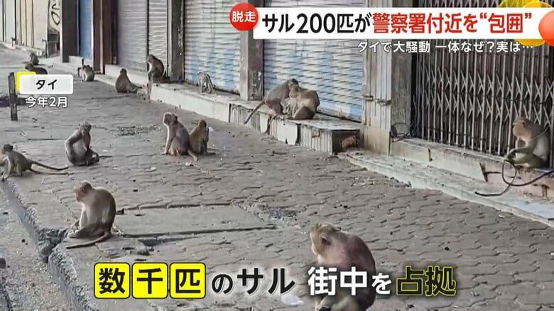 200匹の猿が収容施設から大脱走…警察署付近を“包囲”する　増加原因は「モンキー・ビュッフェ・フェスティバル」も一因か　タイ｜FNNプライムオンライン