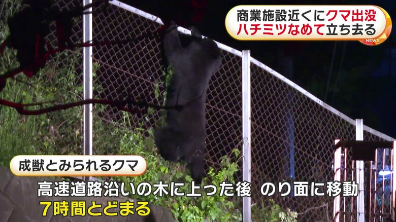 成獣とみられる大きさで、器用にフェンスを乗り越える