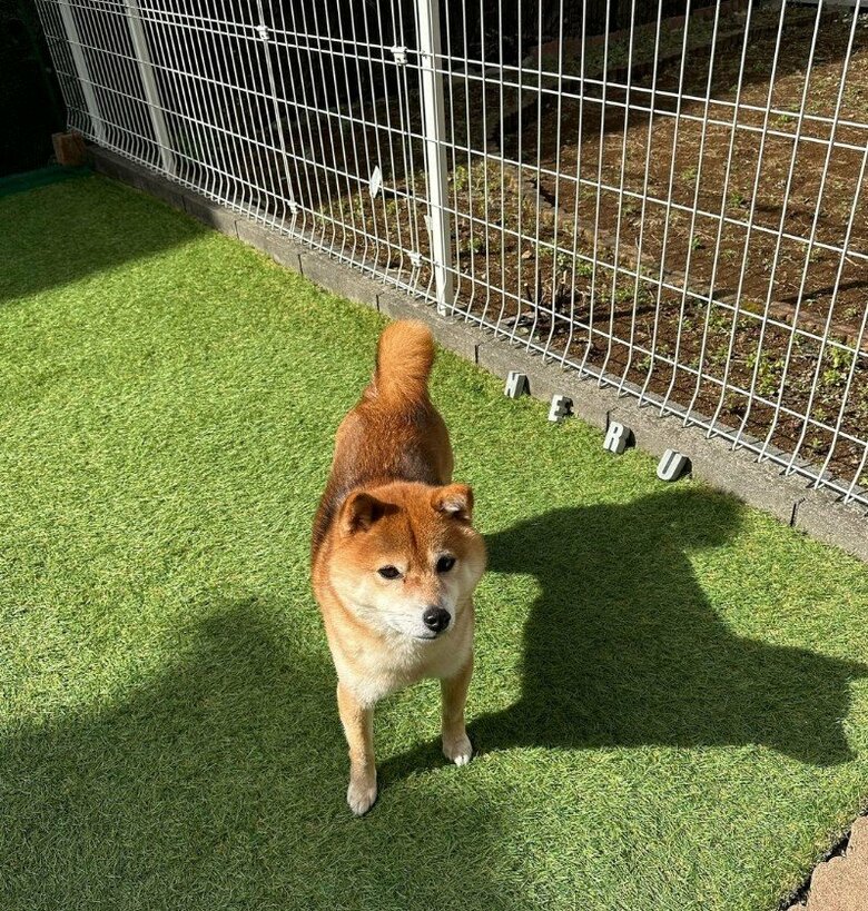 提供：Nerushibaさん