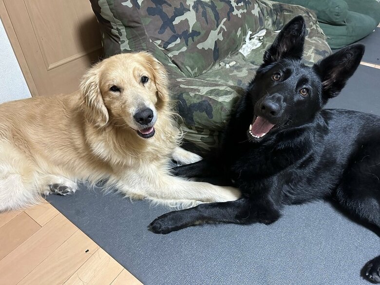 仲良しな“兄妹”（左：がんもくん　右：ひじきちゃん）