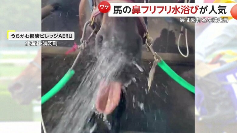 鼻を左右にフリフリしながら水浴びをする馬