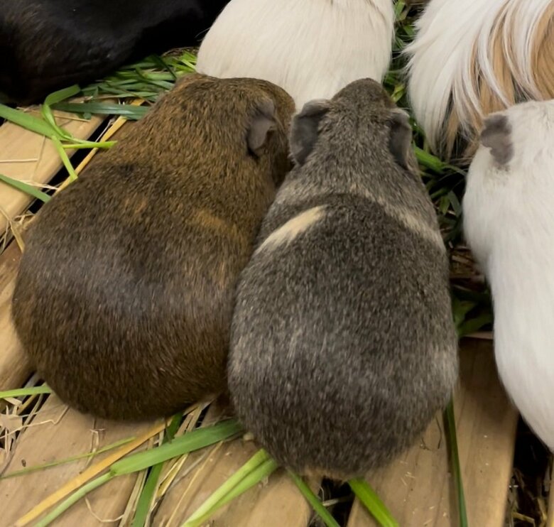 モルモットたちの毛艶はそれぞれ違う（提供：おびひろ動物園）