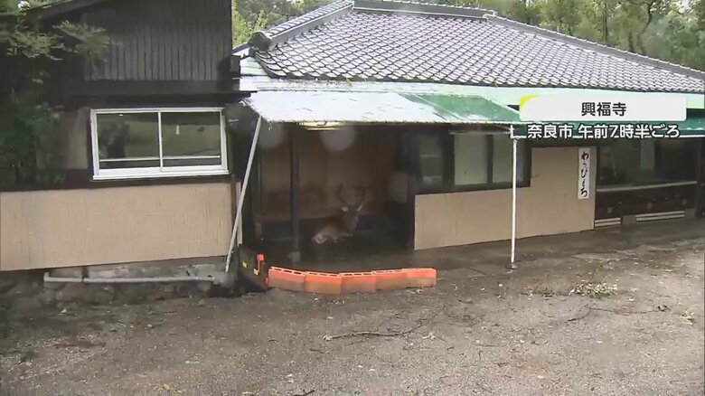 屋根のある場所に“避難”したシカ