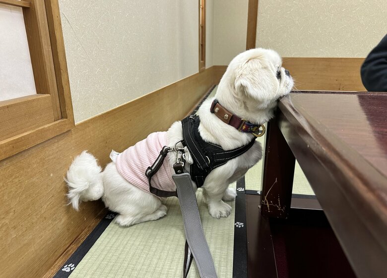 旅館でのごはんの様子