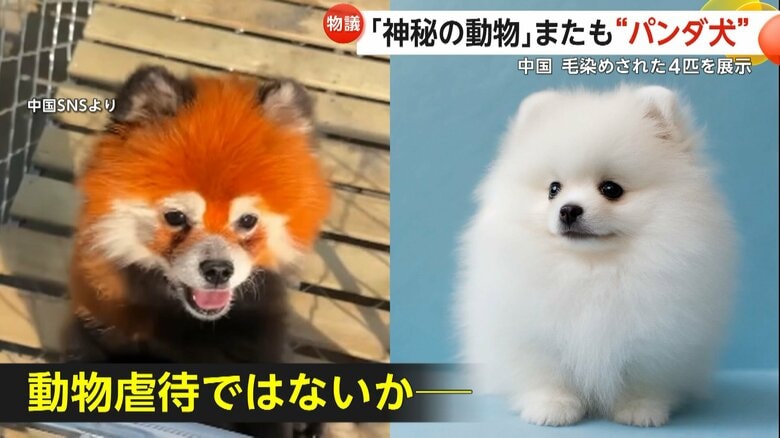 レッサーパンダ犬とポメラニアンの比較