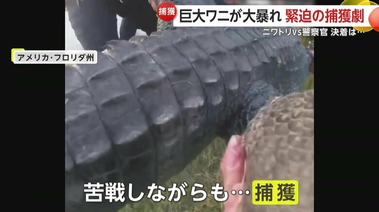 捕獲されて持ち上げられたワニ（Cape Coral Police Department）