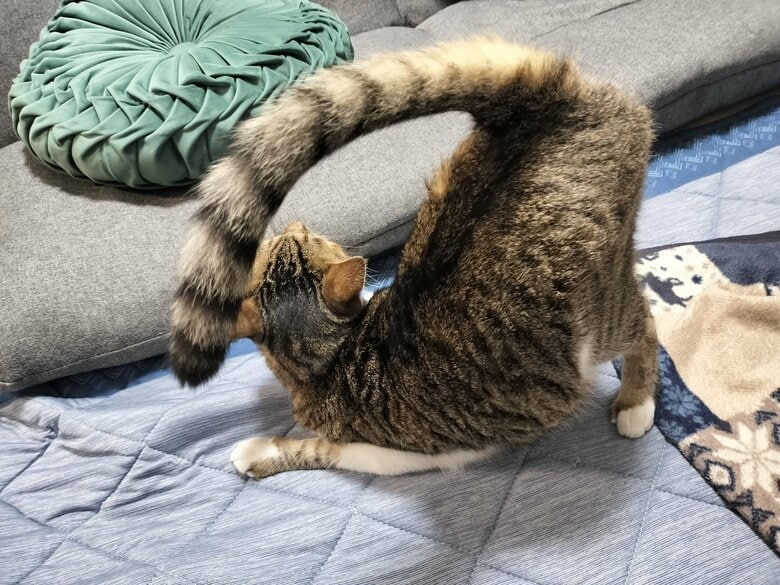 足が長いからかな？（提供：猫のテトさん）