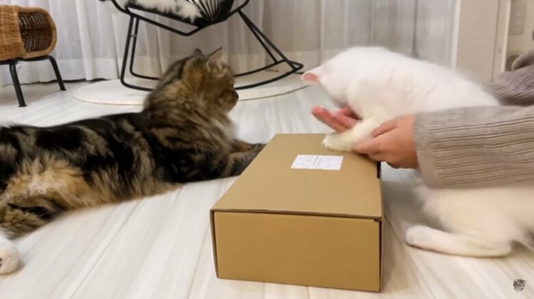 公式YouTubeチャンネル「めるにゃんちゅーぶ《mel nyan tube》」より